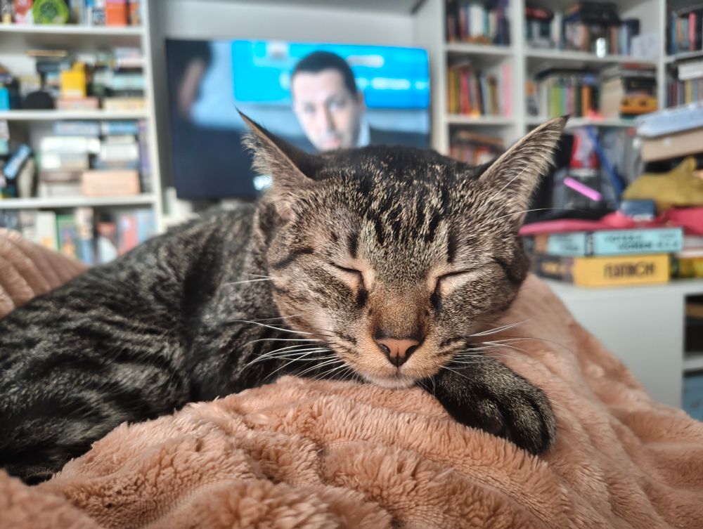 Gato durmiendo en primer plano, con Succession en la televisión, al fondo.