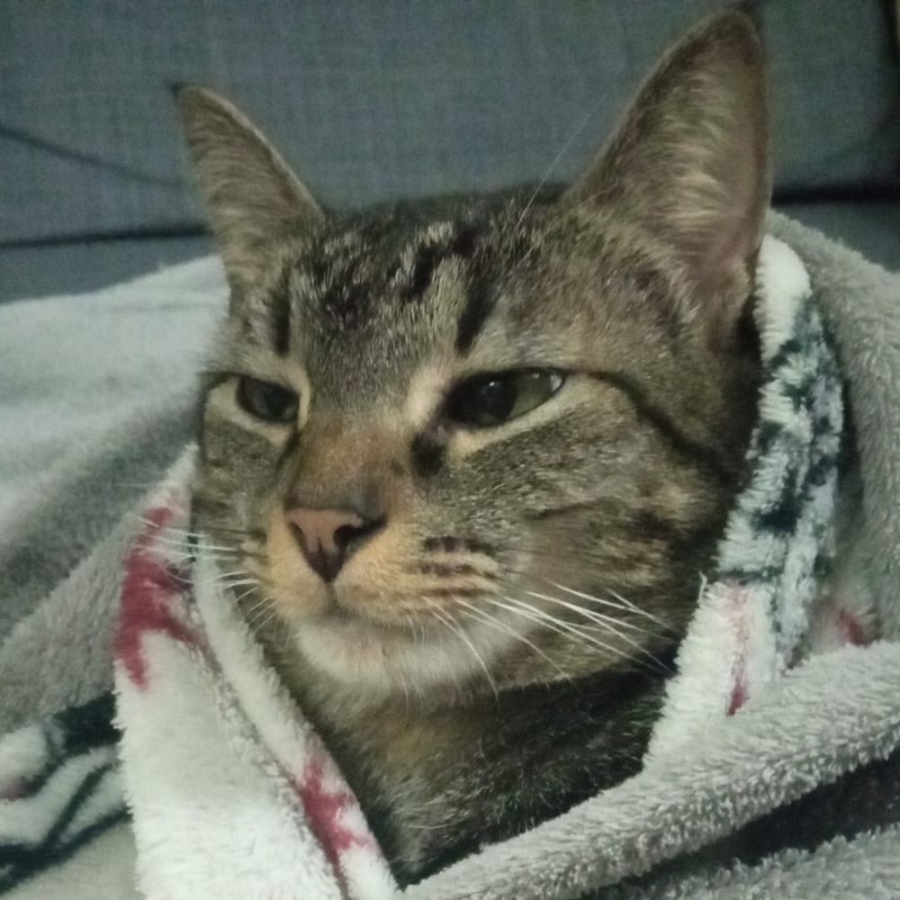 Gato somnoliento envuelto en una manta