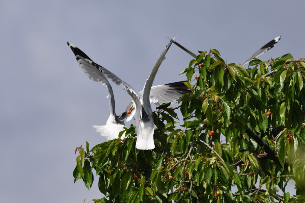 3 Common gulls feeding on the garden cherry tree 