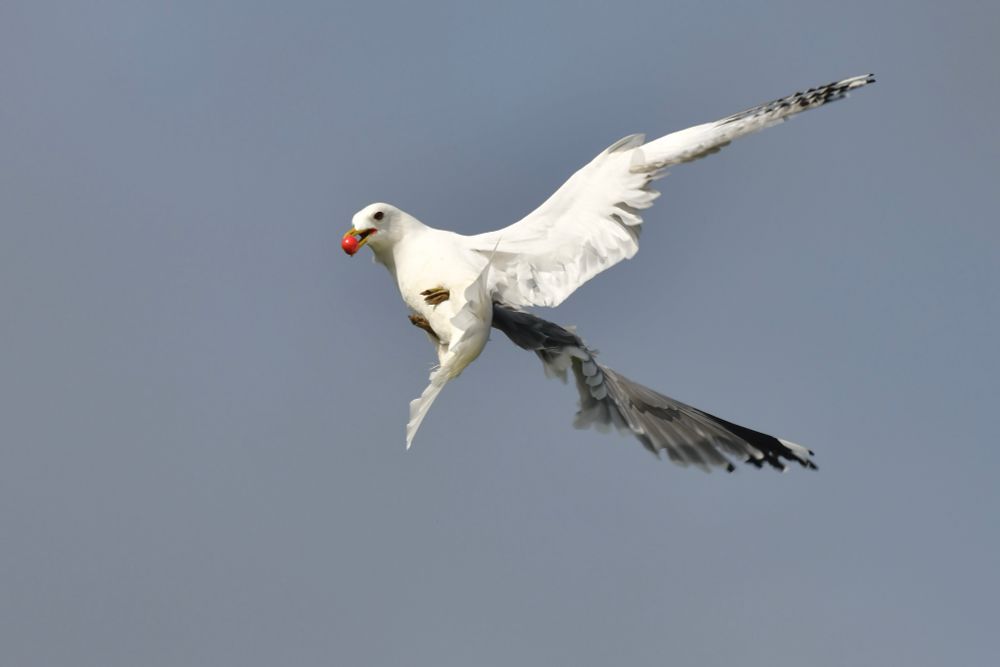 Flying common gull with a cherry in the bill