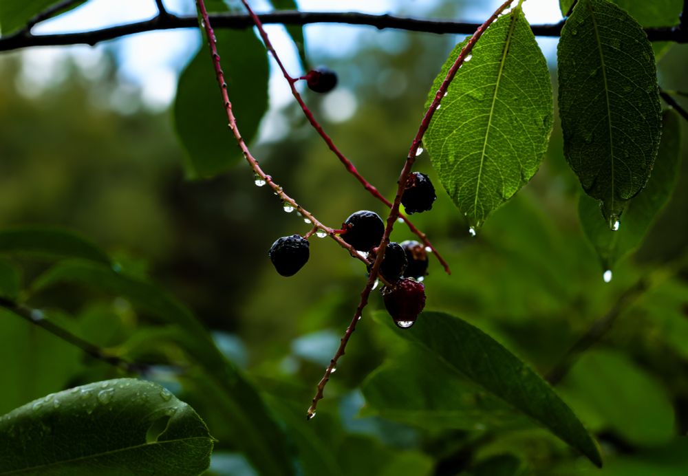 Ast einer Traubenkirschen, an dem einige rote und schwarze Früchte hängen, an diesen hängen Regentropfen. Der Hintergrund des Baumes ist unscharf grün. Branch of a weeping cherry with some red and black fruit hanging from it, with raindrops on them. The background of the tree is a blurred green.