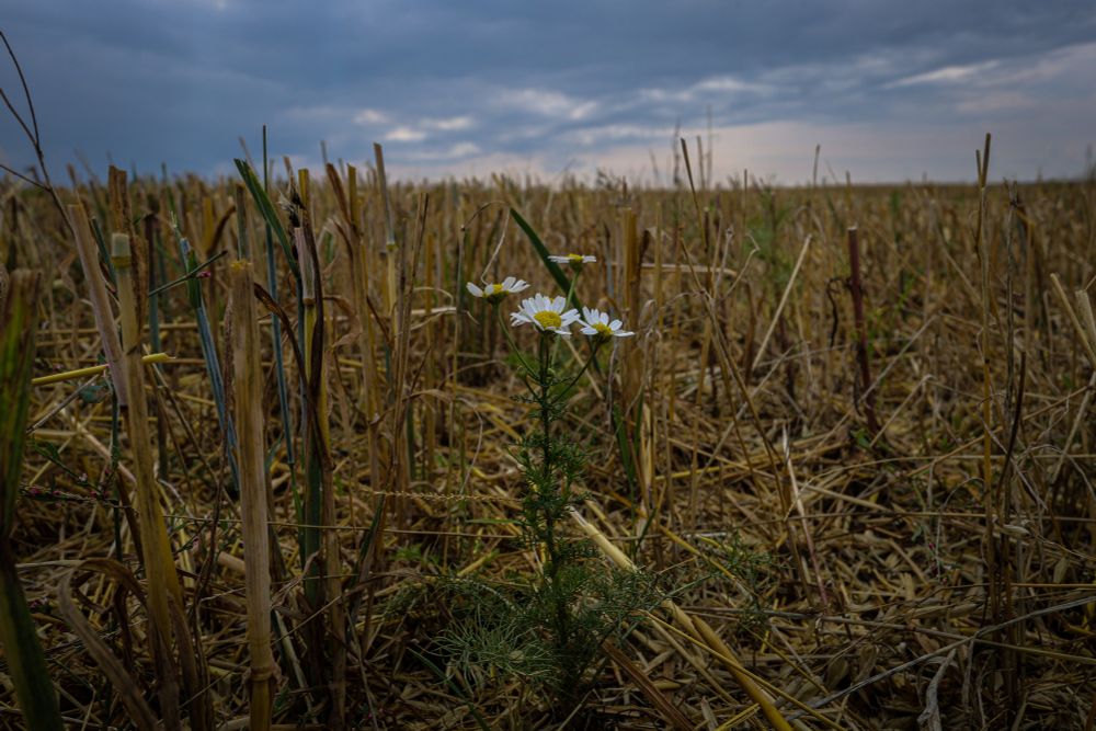 Ein abgemähtes Getreidefeld mit übriggeblieben Stoppeln und Pflanzenresten in verschiedenen Brauntönen. Mittig eine blühende Kamillenblume mit vier Blüten. Der Himmel ist bedeckt.
A mown grain field with remaining stubble and plant remains in various shades of brown. In the center is a blooming chamomile flower with four blossoms. The sky is overcast.
