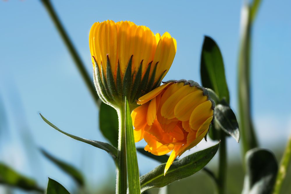 Mittig zwei fast geschlossenen orange-farbene Ringelblumen, links eine aufrecht, die rechte lehnt seitlich an andere. Darum unscharf grüne Stängel, Blätter und Gräser, die durcheinander wachsen. Der restliche Hintergrund ist hellblau. Two almost closed orange marigolds in the middle, one upright on the left, the one on the right leaning sideways against another. Surrounded by blurred green stems, leaves and grasses growing in a jumble. The rest of the background is light blue.