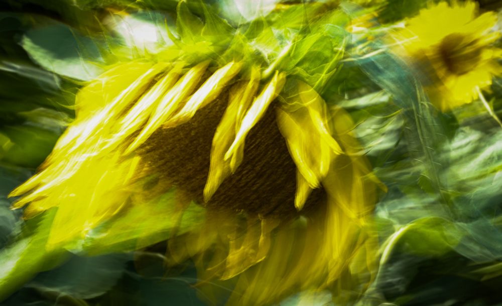 Durch lange Belichtungszeit verwaschene Aufnahme einer Sonnenblume, darum unscharf grün, rechts oben eine weitere Sonnenblume.
Blurred image of a sunflower due to long exposure time, therefore blurred green, another sunflower in the top right.