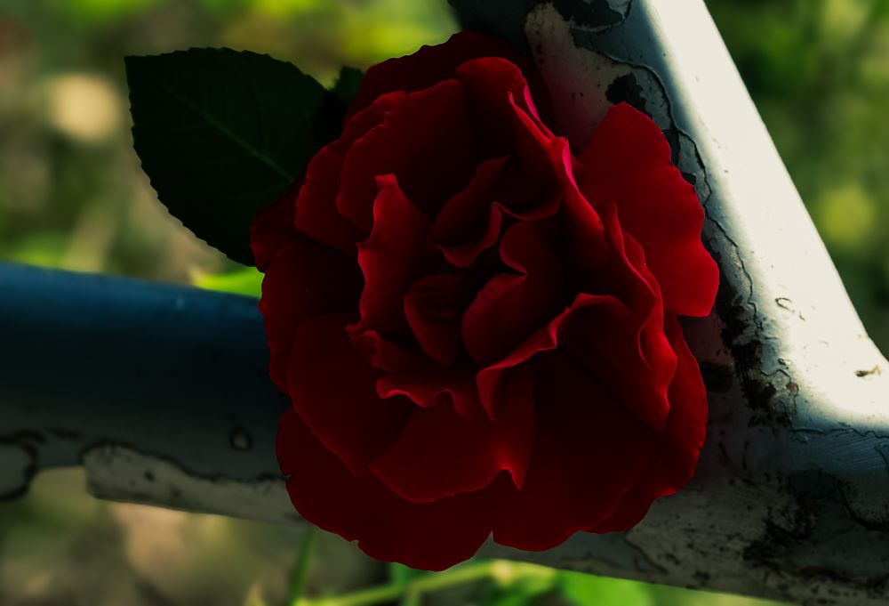 Eine rote, rosenähnliche Blüte, die zwischen zwei Metallstreben eingeklemmt ist, links ein grünes Blatt, der Hintergrund ist unscharf grün. A red, rose-like blossom clamped between two metal struts, a green leaf on the left, the background is blurred green.