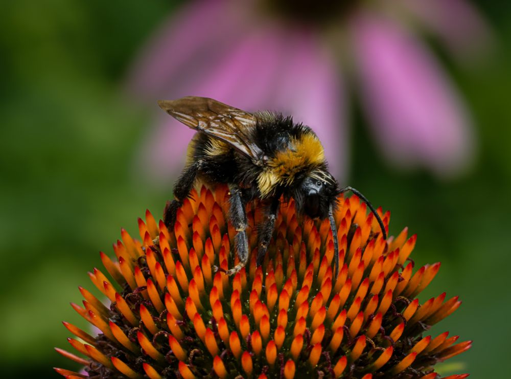 Nahaufnahme einer Hummel, die auf dem orangefarbenen Blüteninneren einer Sonnenhutblüte sitzt. Im Hintergrund unscharf eine angedeutete rosafarbene Blüte, der Rest grün.
Close-up of a bumblebee sitting on the orange-colored interior of a coneflower. In the background, a blurred pink flower, the rest green.