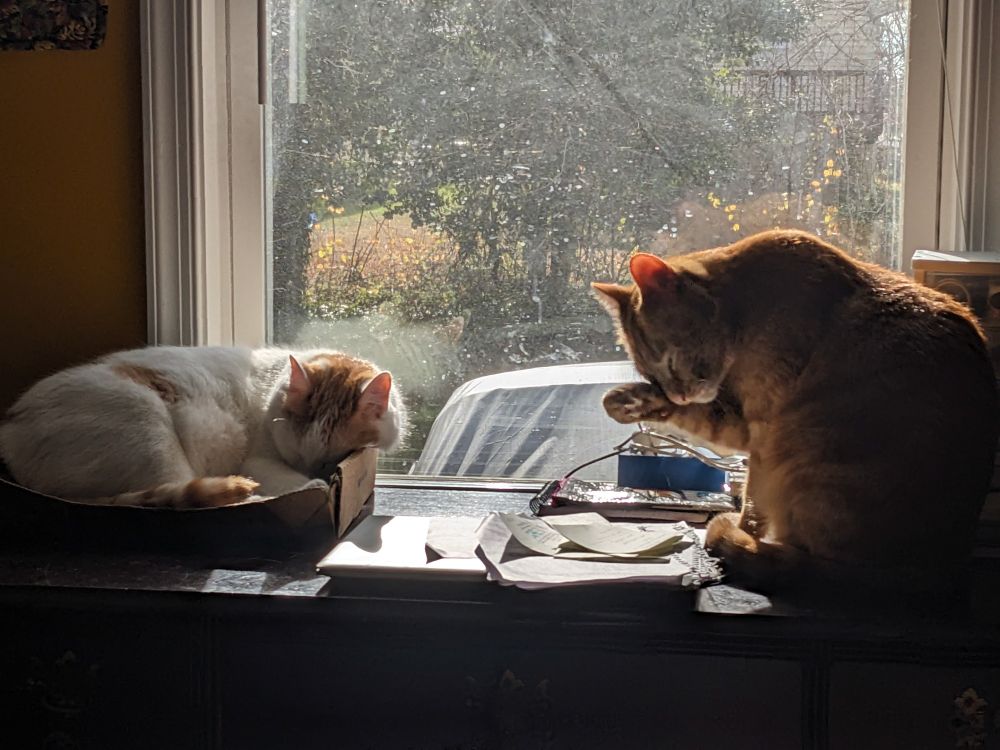 A sleepy white and orange cat in a cardboard box and a red cat washing his face with one paw