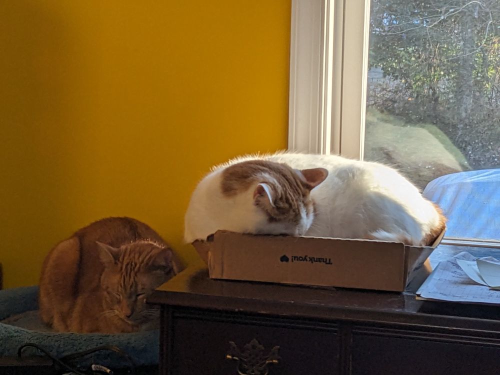 A sleepy red tabby cat in a blue cat bed and a red and white sleeping cat overflowing a cardboard box 