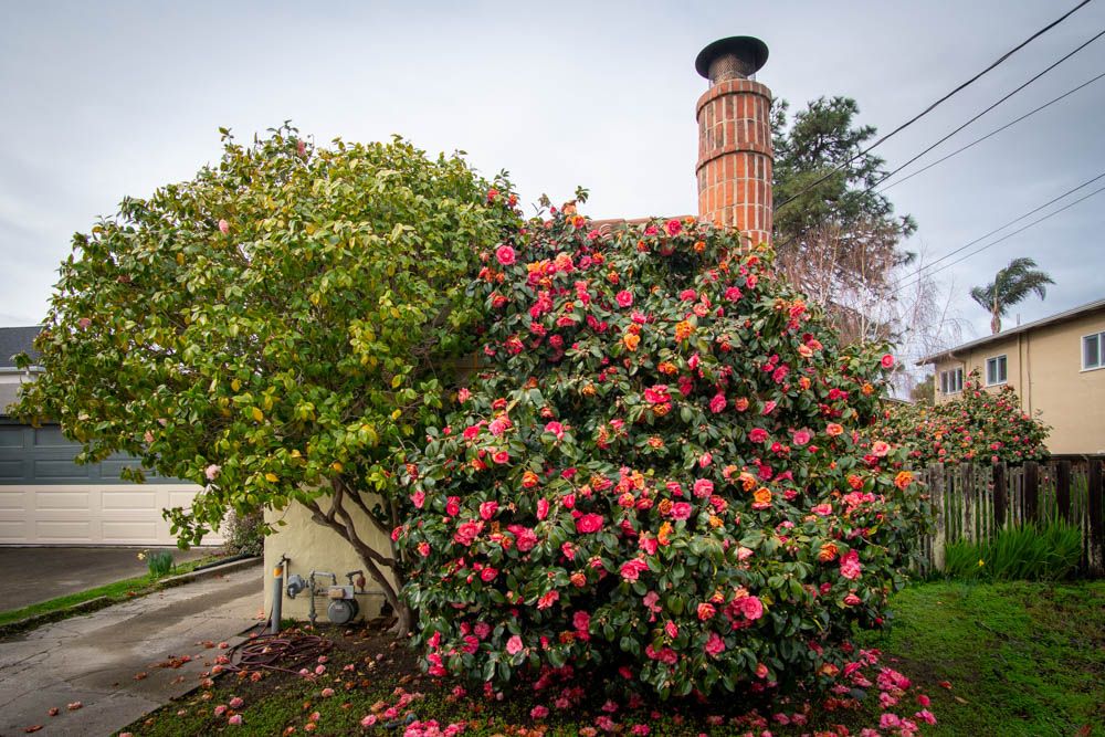House with two large, healthy shrubs almost entirely covering the facade