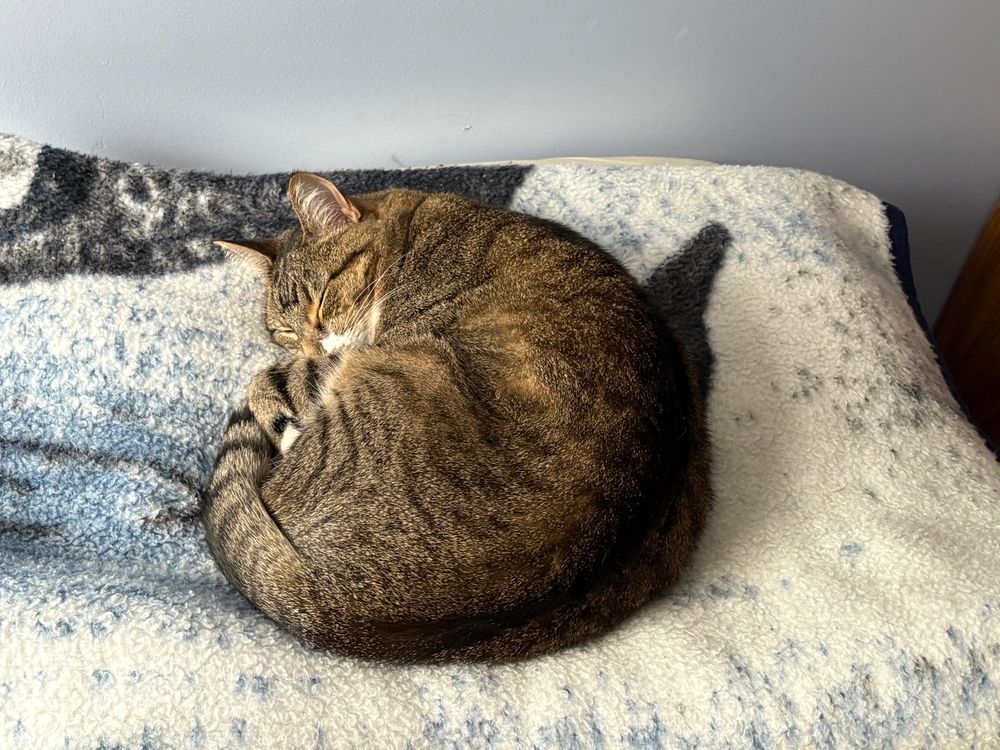 Round ball of adorable cat fur curled up on a white fleece blanket.