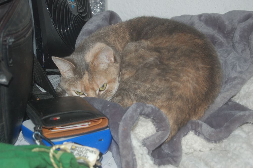 Explorer the Cat, a calico tabby mix, huddled up in some gray blankets.