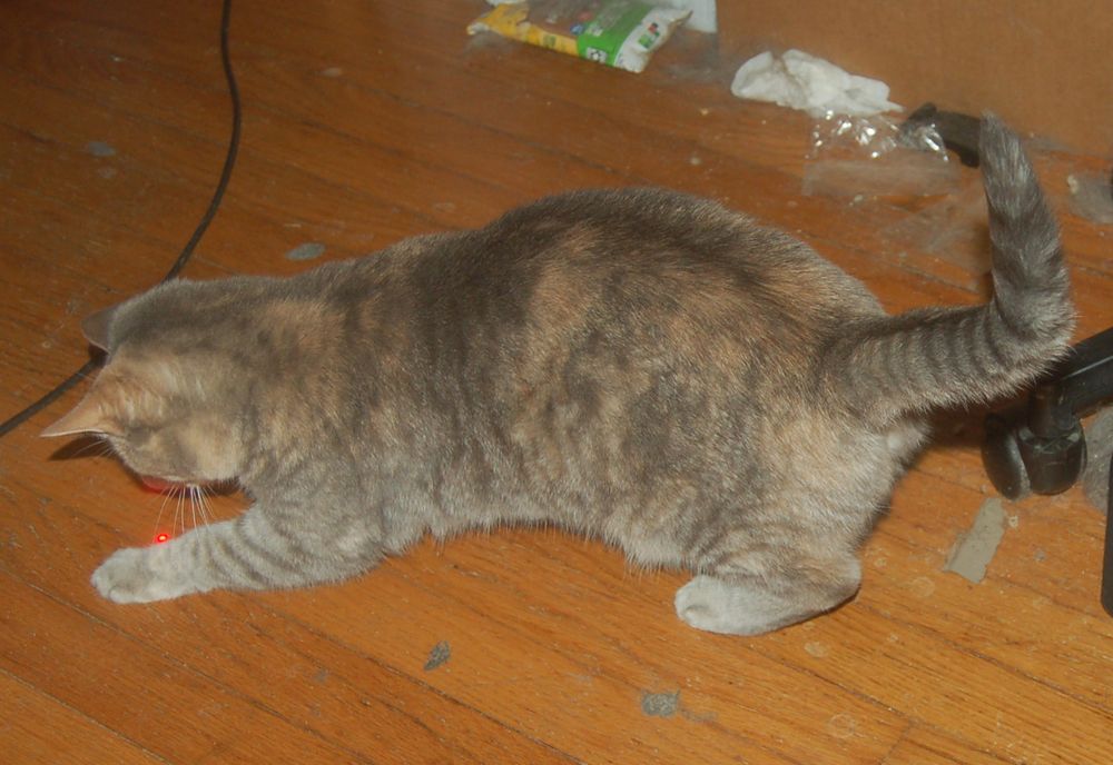 Explorer the Cat, a tabby, is chasing a laser dot on a hardwood floor.