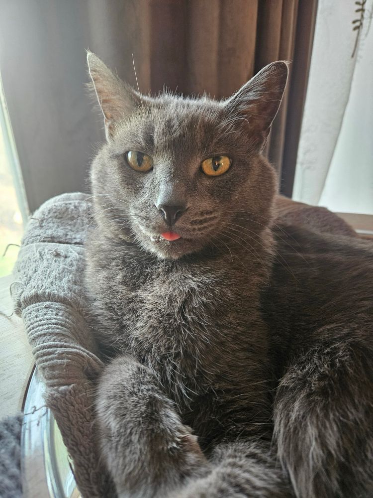 Grey cat with tip of his tongue sticking out.