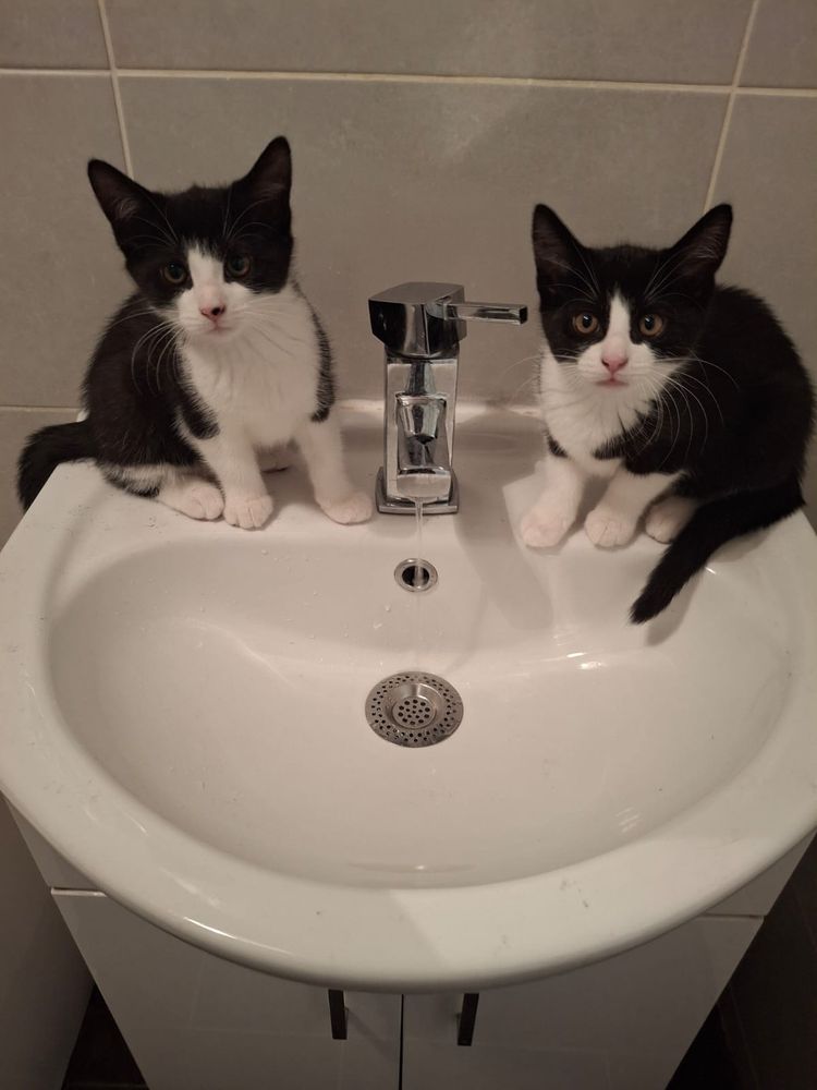 Two teeny kittens sat either side of the tap of a sink.