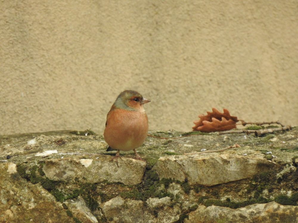 Pinson des arbres (mâle)
