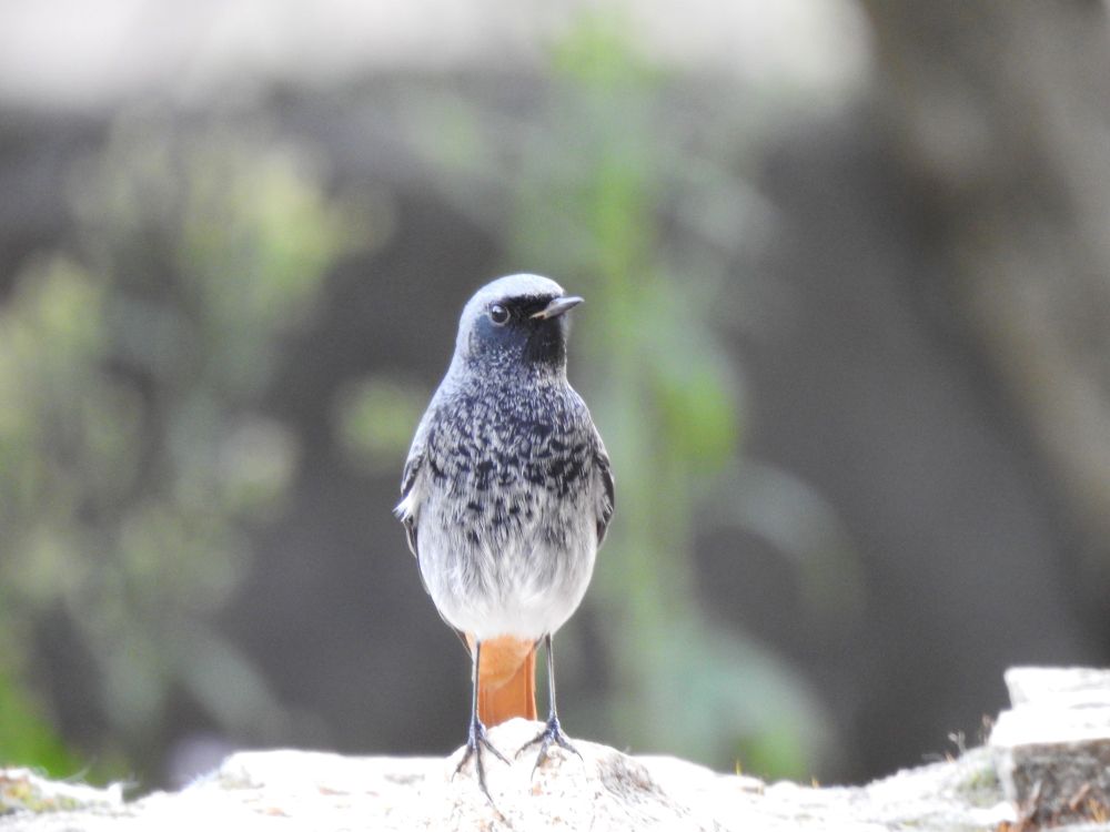 Rougequeue noir (mâle)