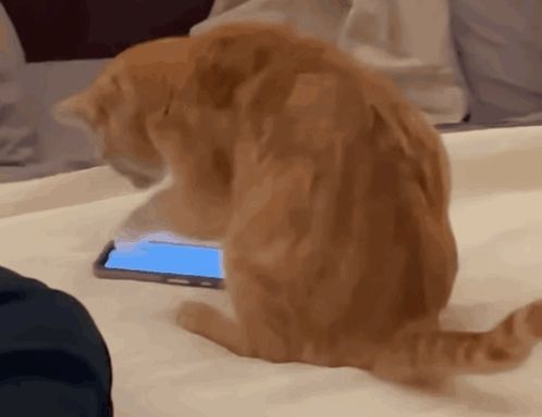 a cat sitting on a bed looking at a cell phone