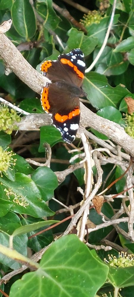 Red Admiral