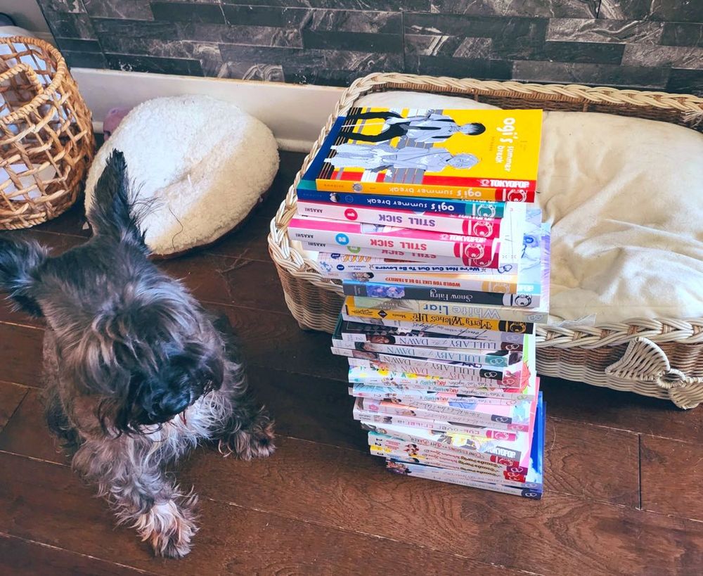 black mini schnauzer standing next to large pile of manga