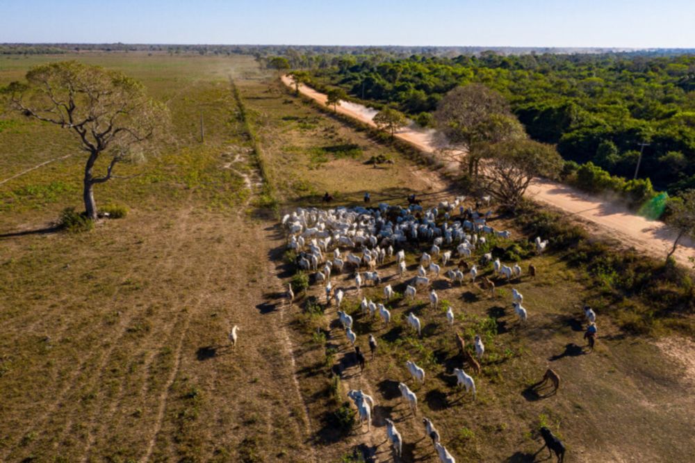 Pecuária em área protegida no Pantanal vai gerar pouco emprego e imposto, mostra estudo - Congresso em Foco