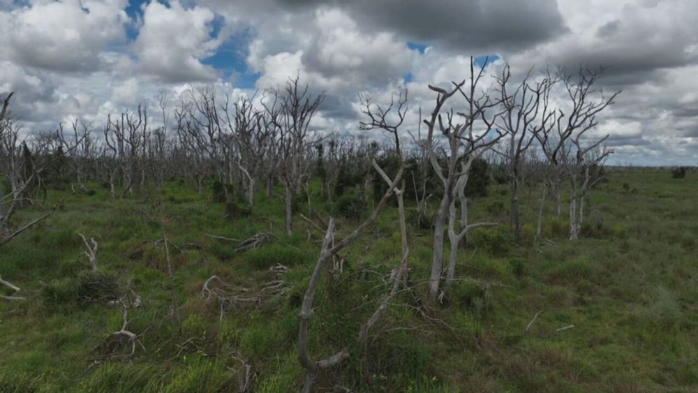 Agente laranja: pecuarista desmata o Pantanal com substância altamente tóxica