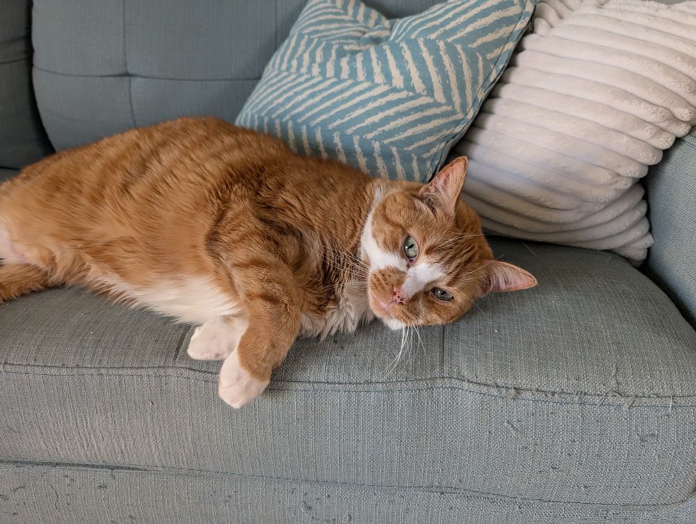 An orange cat. 