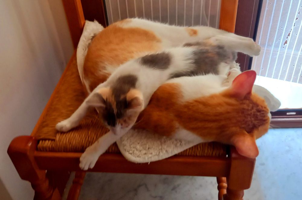 Elgio enjoying a cuddle from Rocky