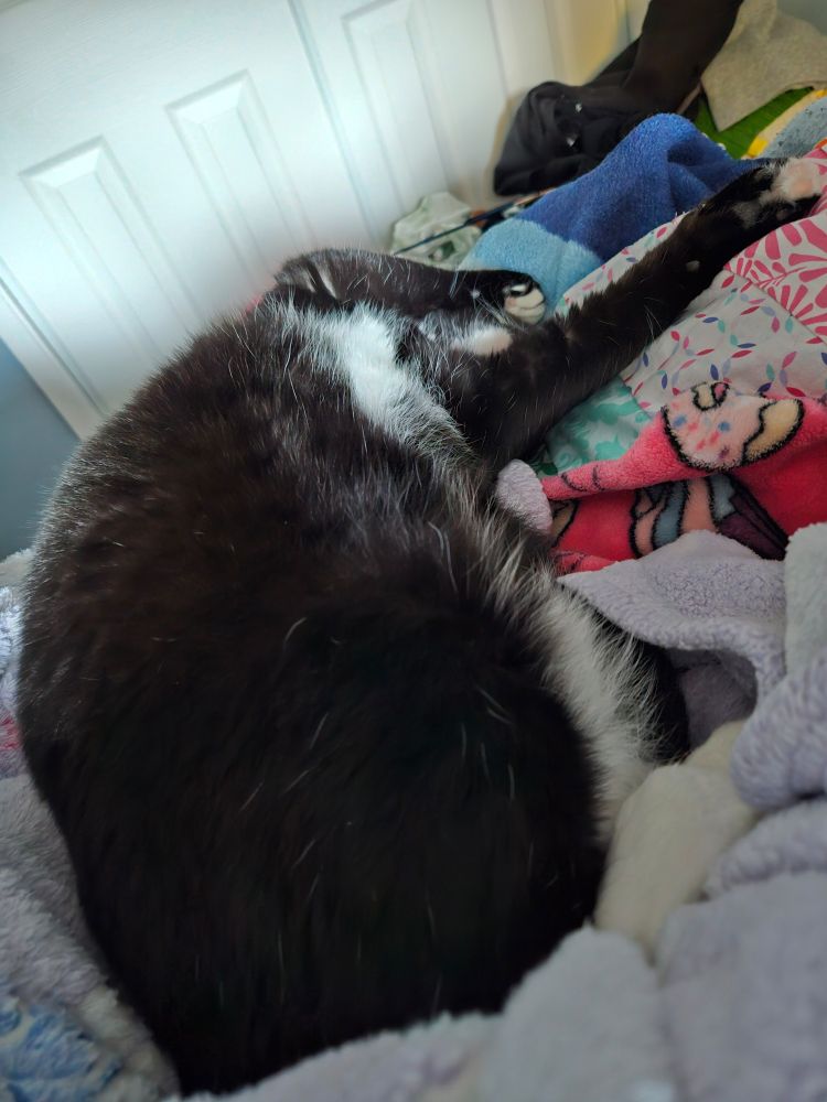 Peepers the tuxedo cat is a tangle of limbs atop several colorful blankets as she sleeps on her side, her two white back boots closest to the camera poking up from behind a blanket lump that is secretly Mom's legs. Her back peets are cupped towards each other. The way she's twisted shows two white patches of tummy fluff that she has between each set of legs. The angle her upper body points has her two front legs up and to the side. Extended straight out, her left front leg is rested on the blankets, all toe beans of pink and black on display and showing the bottom bit of her tiny white toe socks. Her right arm is tucked against her chest and rests on her cheek. The curled toes show her 3 little white toe socks and a few pink beans peeking out from her fur. Her face is completely obscured by her legs and the way she's twisted, but the bottom of her white chin patch is showing through the small gap her front legs. Otherwise, she seems to have no head. 