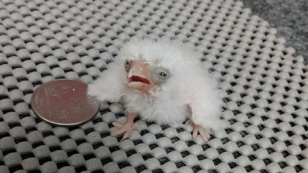 A photo of a crunchy falcon chick next to a quarter for scale