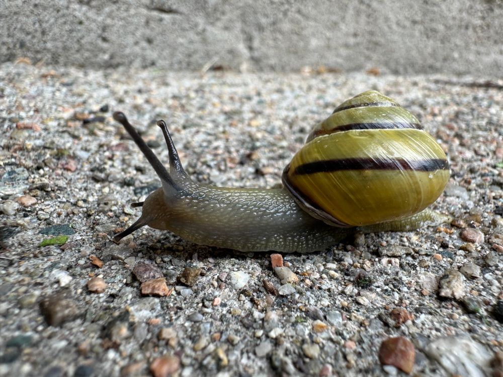 A very close up picture of a snail with two sets of eyes and a dark yellow shell with a black stripe running through it