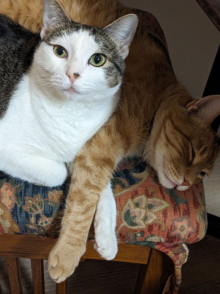 Ziggy crosses paws with Orange Boi Beorn on their Chair of Destruction. 