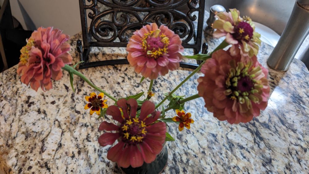 Pink and green zinnias in a clay vase on a granite countertop 