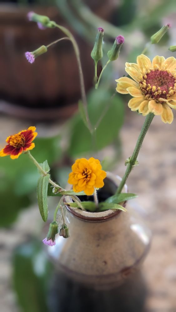 Assorted zinnias in red, orange and yellow chill with purple weeds in a clay vase