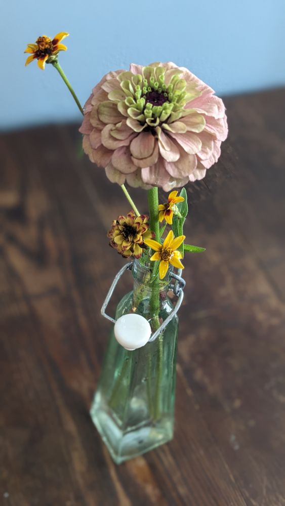 A skinny rectangular clear vase holds a lavender and green zinnia and a few small yellow Persian zinnias. It sits ona dark wooden table against a cornflower blue wall. 