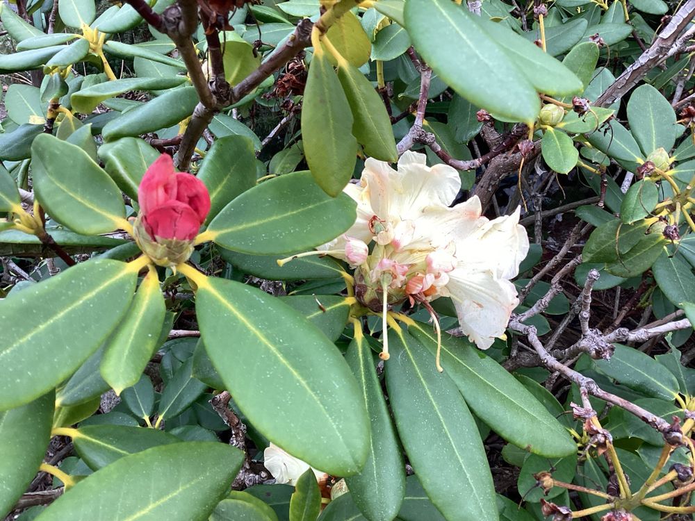 Mature rhododendron bush with pink and white flowers blooming out of season.