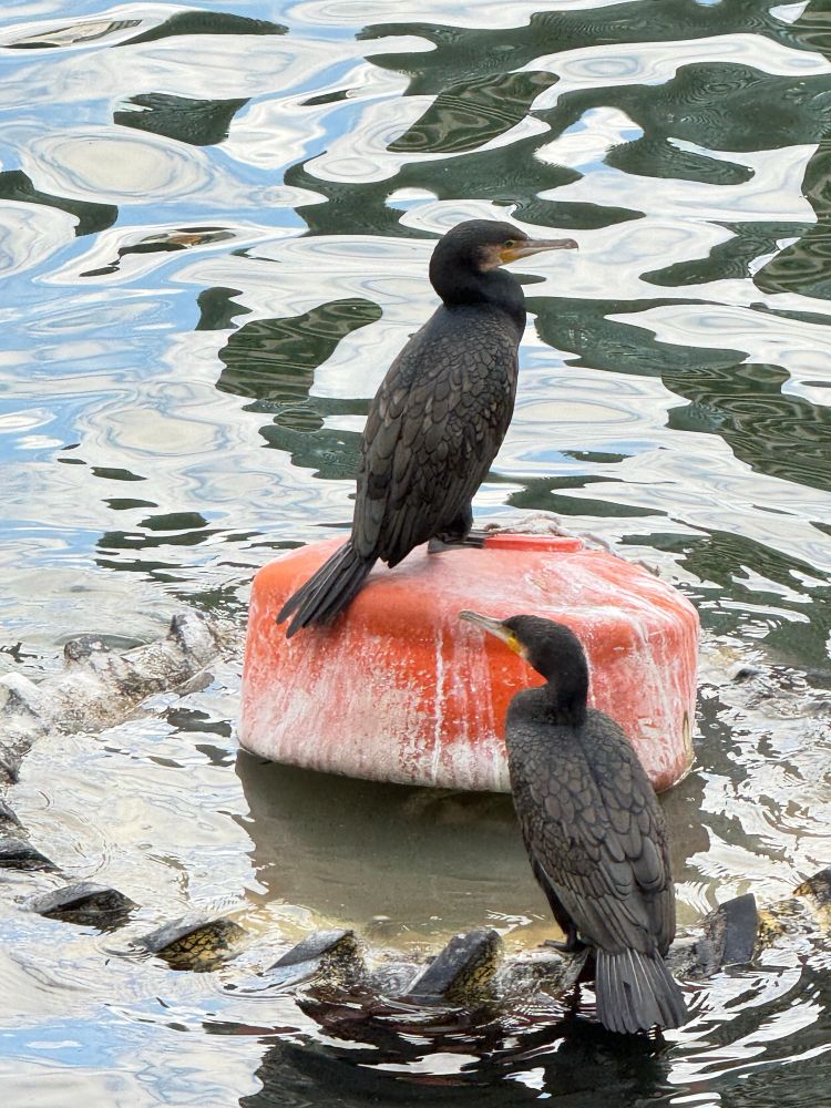Lovely cormorant duo sat drying off at the Wharf