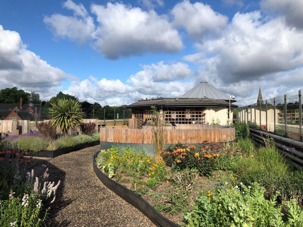 A rooftop garden at a university library featuring a variety of colourful flowers and plants. A gravel pathway winds through the greenery, leading to a building with large windows and a unique roof structure. The sky is partly cloudy, adding to the serene atmosphere. There are multiple pigeons, and two ravens in the shot.