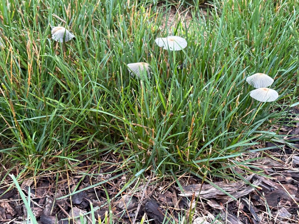 Several small, umbrella-shaped mushrooms growing in grass, some of which appear to have begun darkening and self-decomposing.