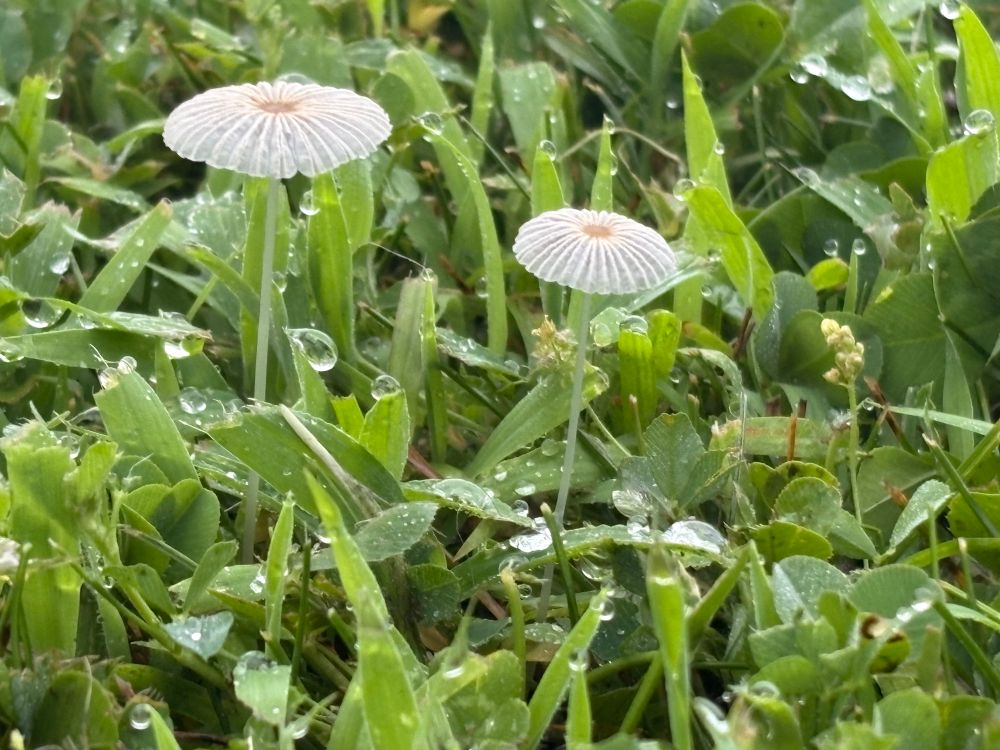 A small, umbrella-shaped mushroom growing in grass, with striated margins on its cap, and water droplets visible on the grass.
