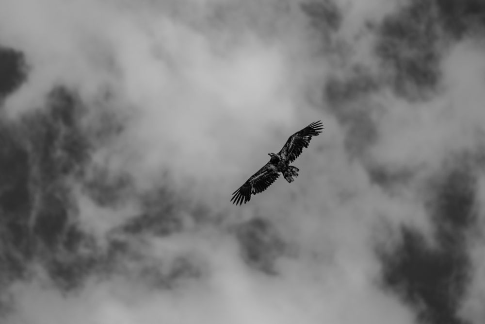 Juvenile Bald Eagle soaring with puffy white clouds behind it