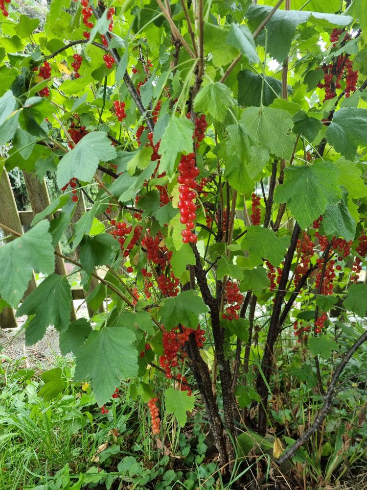 A picture of a redcurrant bush in fruit. If has very verdant green leaves and the strings of redcurrants hang down like jewels.