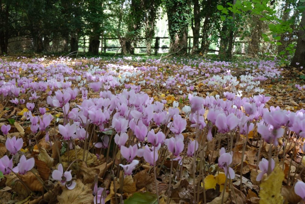 Cyclamen at Anglesey Abbey NT