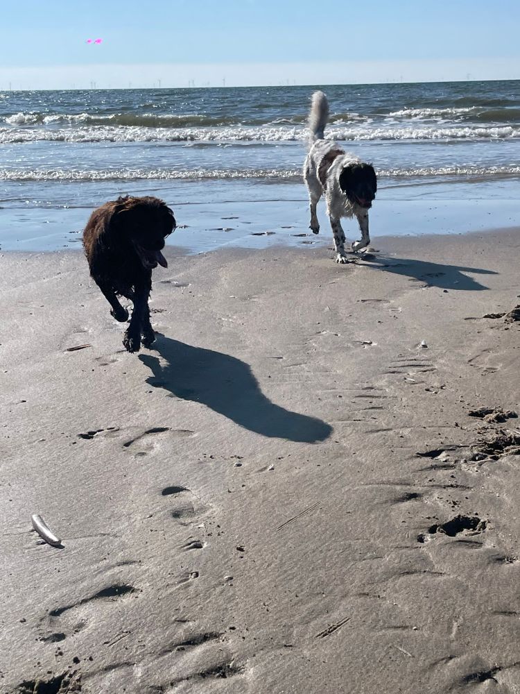 Two dogs running on the beachtowards the camera, sun and sea behind them