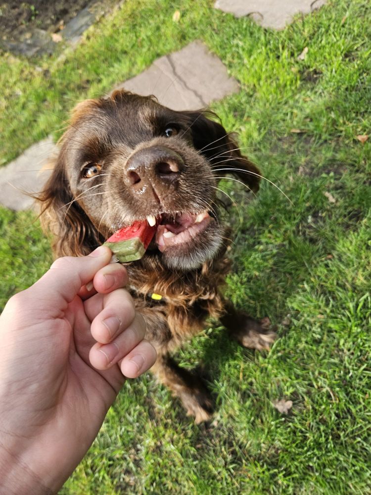 Hetzelfde kleine bruine hondje alleen nu zie je waarom zij geen tennisballen meer mag, ze laat doordat ze het ijsje aan de zijkant vastbijt haar afgesleten tanden zien. 