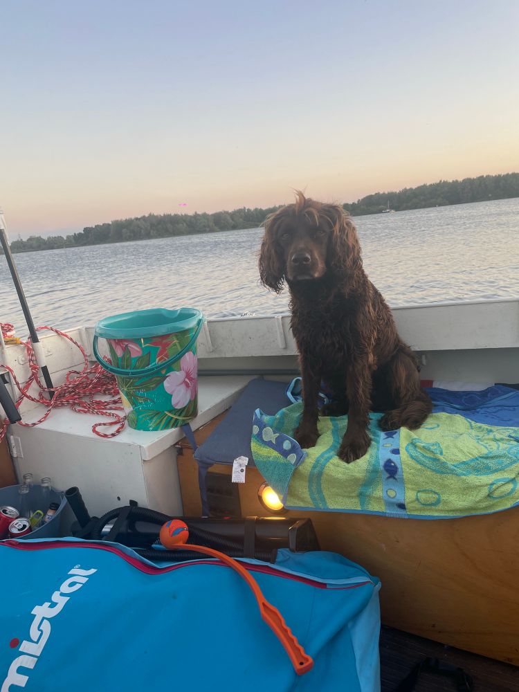 A little brown springer mix dog looking sort of hopeful, her ball thrower in the foreground , shes sitting on a blue& green towel on a boatbench and next to her is a flowery bucket. 