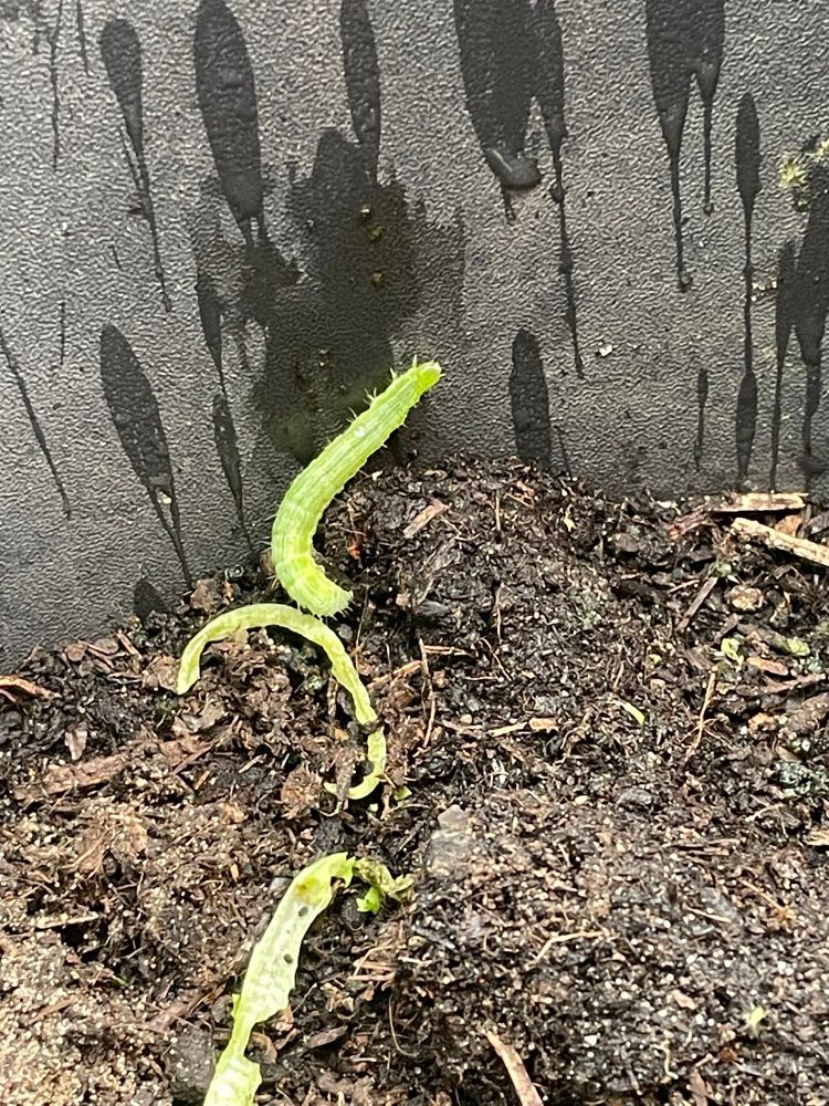 Een groene rups probeert omhoog te kruipen tegen de zijkant van een plantenbak, op de voorgrond de laatste restjes van een sla olantje in de aarde. 