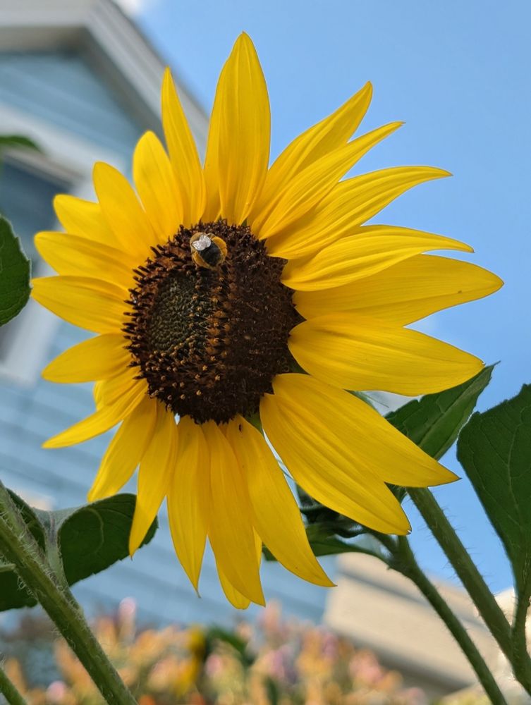 Flower with a bee on the brown center with yellow petals