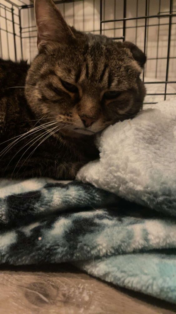 Jackson Avery 7/12/2025 laying on his favourite blanket