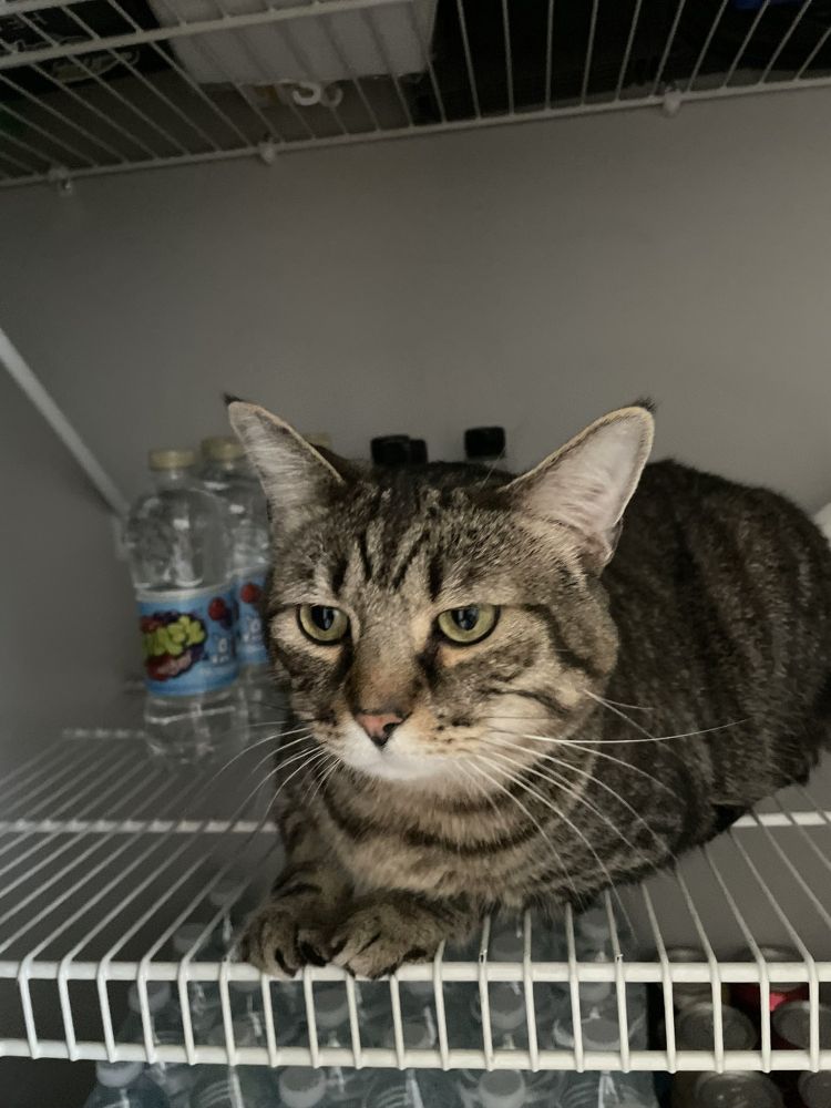 Jackson Avery loved to sit in our pantry in Maine