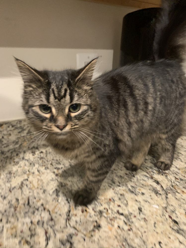 Jackson Avery as a kitten